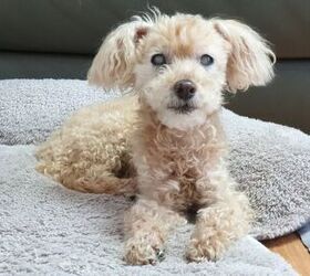 How Can I Make My Home Safe for a Blind Dog?