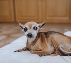 how can i make my home safe for a blind dog, Photo credit Shchus Shutterstock com