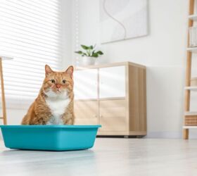 Why Can't My Cat Pee? Understanding Urinary Blockages
