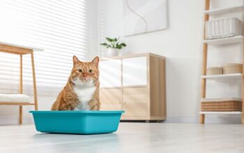 Is a Vacation Bad for a Cat's Health? Surprising Truths Revealed
