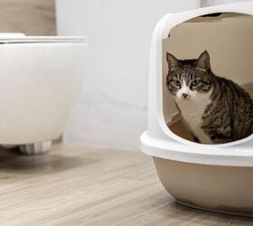 why can t my cat pee understanding urinary blockages, Photo credit Kostikova Natalia Shutterstock com
