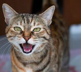 It's Genetic! Why Some Cats Are Naturally Louder