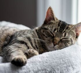 Ever Wonder Why Your Cat Sleeps That Way? Science Has Some Answers!