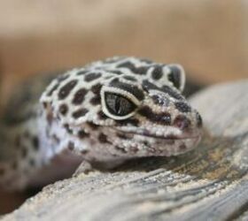 Beginner-Friendly Reptiles: 5 Low-Maintenance Species You’ll Love