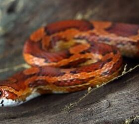 beginner friendly reptiles 5 low maintenance species youll love, Corn Snake image via Canva