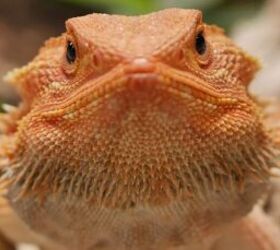 beginner friendly reptiles 5 low maintenance species youll love, Bearded Dragon image via Canva