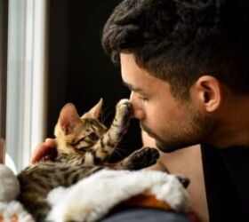 Do Hypoallergenic Cats Really Exist?