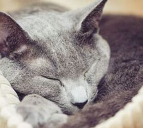 do hypoallergenic cats really exist, Russian blue cat sleeping image via Canva