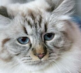 do hypoallergenic cats really exist, Siberian cat image via Canva