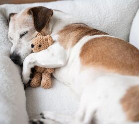 How Do Calming Pillows, Beds, and Blankets Keep Dogs Stress Free?