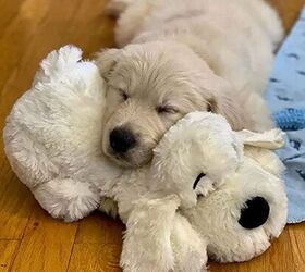 how do calming pillows beds and blankets keep dogs stress free