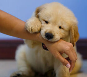 Looking for Ways to Stop Your Dog From Mouthing?