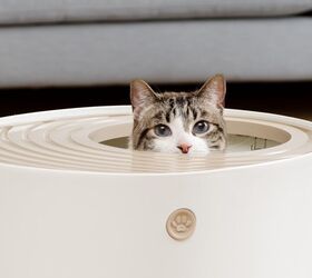 the best amazon prime day deals for pets must have sales roundup, Large Top Entry with Litter Catching Lid and Scoop