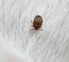 How to Keep Your Dog Safe from Ticks This Summer