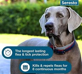 how to keep your dog safe from ticks this summer, Seresto Large Dog Vet Recommended Flea Tick Treatment Prevention Collar for Dogs image via Amazon