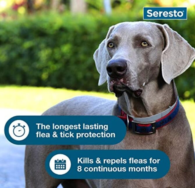 How to Keep Your Dog Safe from Ticks This Summer | PetGuide