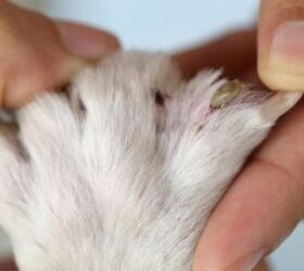 how to keep your dog safe from ticks this summer, Tick in dog s paw image via Canva