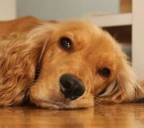how to keep your dog safe from ticks this summer, Sleepy dog image via Canva