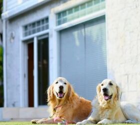 5 Common Garden Hazards to Keep Away From Pets