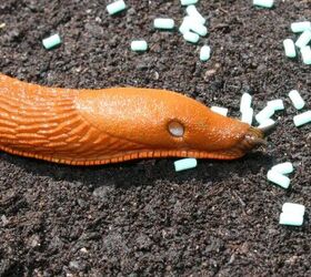 5 common garden hazards to keep away from pets, Slug image via Canva