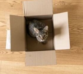 Why Do Cats Love Cardboard Boxes?