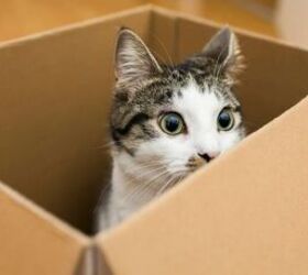 why do cats love cardboard boxes, Cat in a cardboard box image via Canva