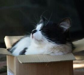 why do cats love cardboard boxes, Cat in a cardboard box image via Canva