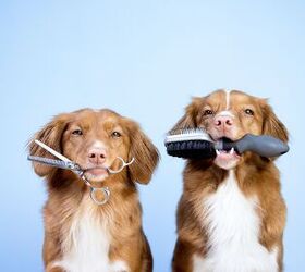 How Much of My Dogs Grooming Can I Do Without Formal Training?