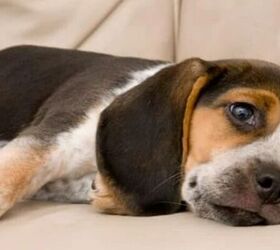 Is Your Dog Bored? 3 DIY Brain Games to Keep Them Happy