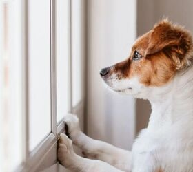 8 Tips for Leaving Your Dog Home Alone for the Day