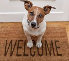tips for leaving your dog home alone for the day, Dog on welcome mat image via Amazon