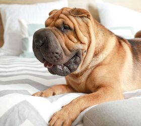 It's a Dog Fight as PETA Takes on AKC