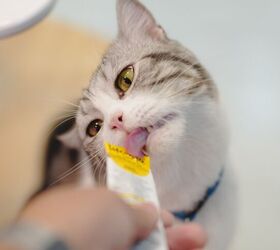 Those Little Tubes of Creamy Cat Food Are Actually Good For Your Pet