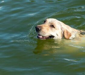 Duckweed and Blue-Green Algae Pose Dangers To Your Lake-Loving Dog