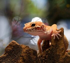 What Temperature Does My Gecko Need?