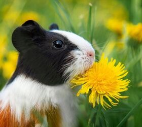 Why Is My Guinea Pig Making That Noise?