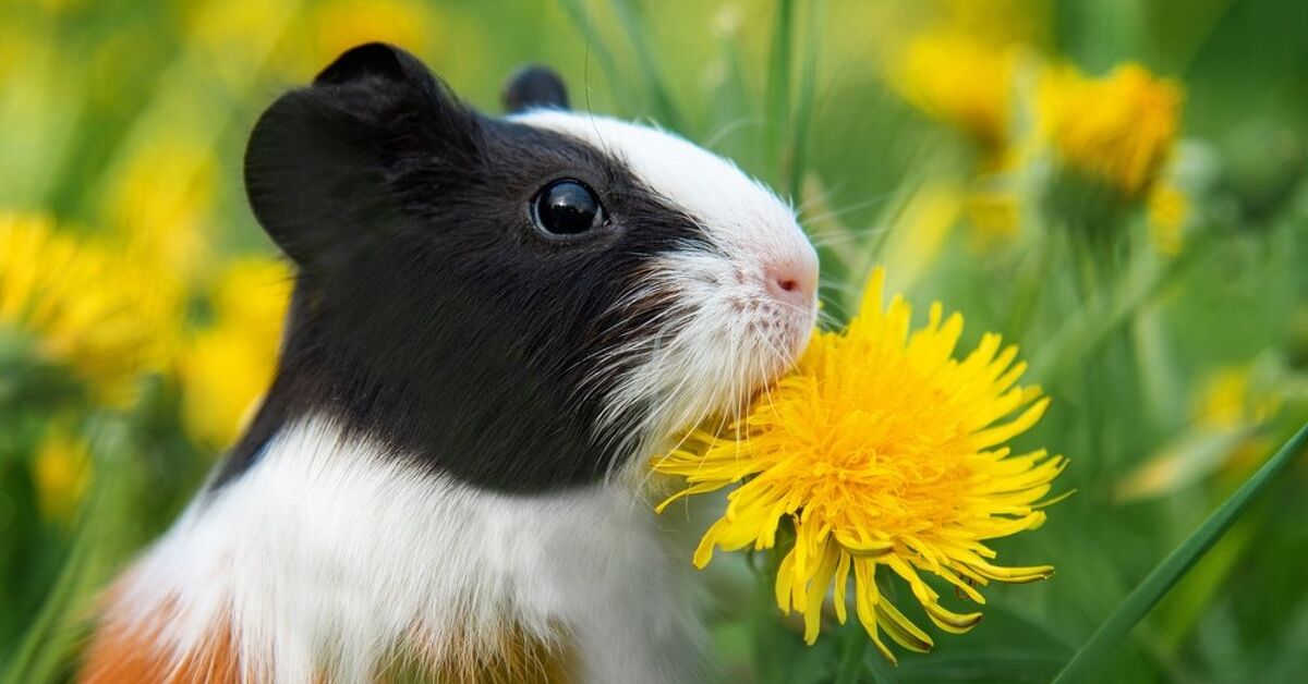 Why Is My Guinea Pig Making That Noise?