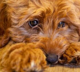5 smart tricks to ease your dogs separation anxiety, Anxious dog image via Canva