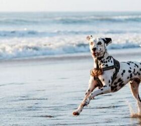 How to Keep Your Dog Safe and Happy at the Beach
