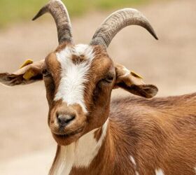 These 5 Farm Animals Make Great Pets