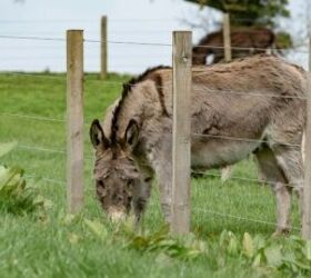 Miniature donkey - image via Canva