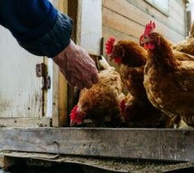 Chickens - image via Canva