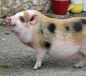 Pot-bellied pig - image via Canva