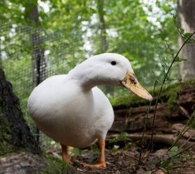 Duck - image via Canva