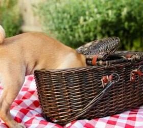 Here’s What Dog Thieves Look Out For