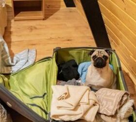 How to Prepare Your Anxious Dog for Your Vacation