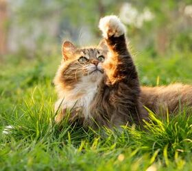 Virus-Hunting Cat Helps Scientists, Again