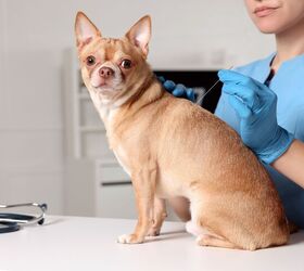 New Treatment Offers Hope for Dogs with Herniated Disks