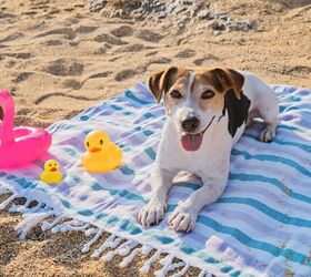 Pets Can Get Sunburned Too - Here’s What You Need to Know