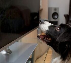 Dogs’ TV‑Watching Habits Vary by Personality